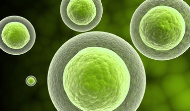 Stem Cells at the Dawn of New Medicine: From Peas to Petri Dishes